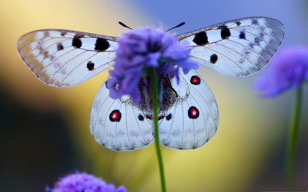 click to free download the wallpaper--Butterfly and Flowers, a White Butterfly on Blue Flowers, Highly Protective