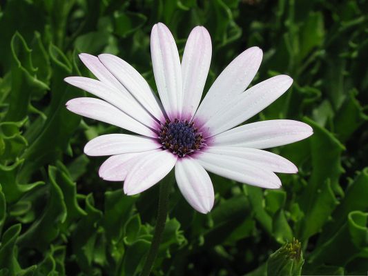 click to free download the wallpaper--Cape Daisy Flowers, White Small Flower in Bloom, Green Grass and Leaves Around