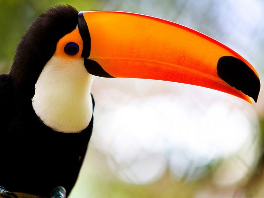 click to free download the wallpaper--Caribbean Toucan as Background, Long Orange Mouth, Wrynecking in Deep Thought