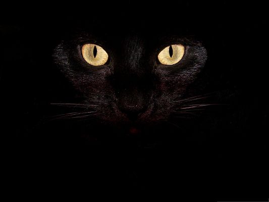 click to free download the wallpaper--Cat Wallpaper, Black Cat Eyes, Can be Scary at First Glance