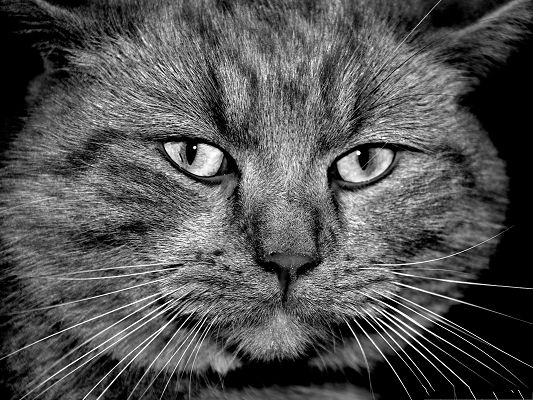 click to free download the wallpaper--Cats Widescreen Wallpaper, Gray Cat in Serious Look, Impressive Kitten