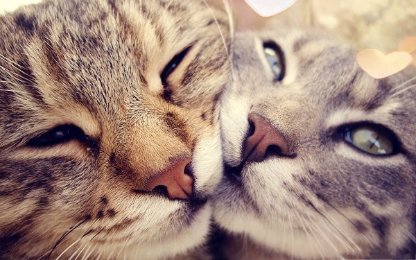 click to free download the wallpaper--Cats in Love, Two Kittens' Face Close to Each Other, Having a Kiss?