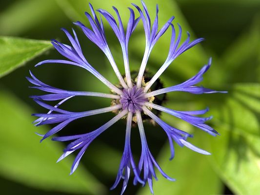 click to free download the wallpaper--Centaurea Montana Flower, Blue Tiny Flower on Green Background