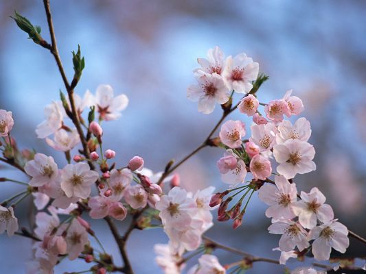 click to free download the wallpaper--Cherry Blossom Image, White Cherries Under the Blue Sky, be Optimistic and Smile