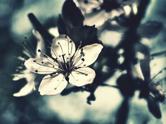 click to free download the wallpaper--Cherry Flower Image, Black and White Style, Simple and Impressive