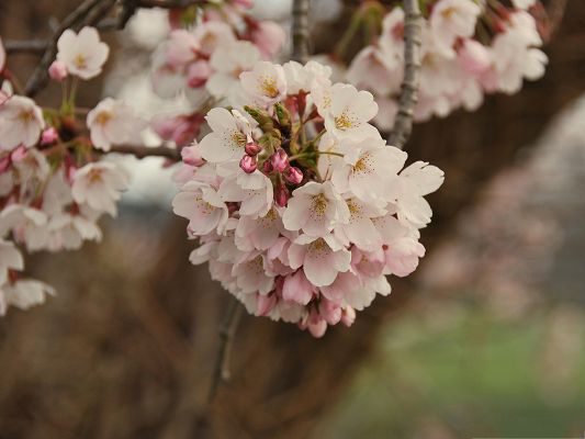 click to free download the wallpaper--Cherry Flowers Bundle, Pink Blooming Flowers on Thin Branch, Great in Look