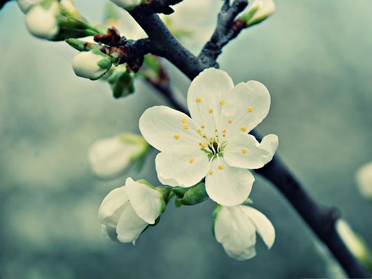 click to free download the wallpaper--Cherry Flowers Picture, White Blooming Cherries, Black Thick Branch