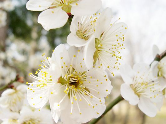 click to free download the wallpaper--Cherry Images, White Cherries in Smile, Green and Thin Branch
