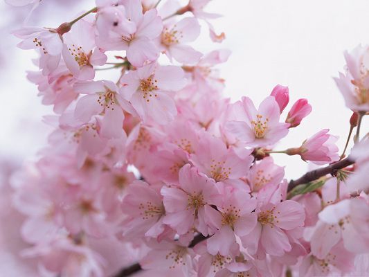 click to free download the wallpaper--Cherry Pink Flowers, Beautiful Flowers in Bloom, Flower Sea