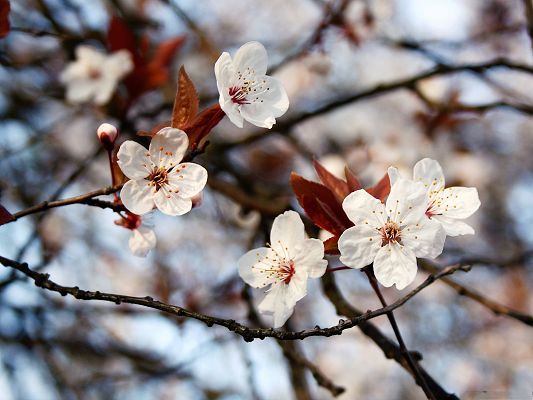 click to free download the wallpaper--Cherry Plum Flowers, White Cherries in Bloom, Spring Scene, Gaining New Life