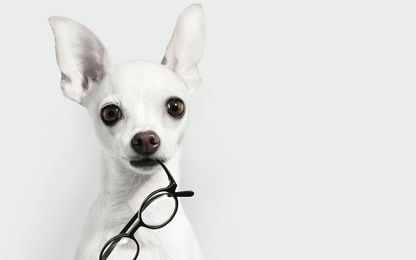 click to free download the wallpaper--Chihuahua Holding a Pair of Glasses in the Mouth, Eyes and Ears All Stay Attentive, Praise and Appreciation Can be Expected - HD Cute Animals Wallpaper
