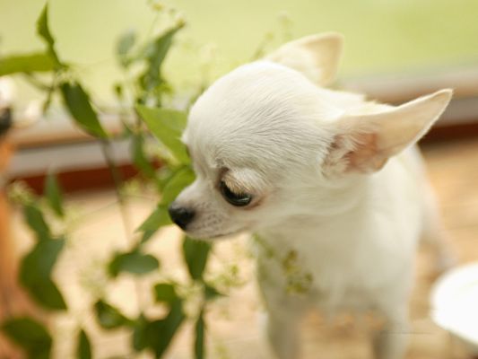 click to free download the wallpaper--Chihuahua Pet Dog, White Puppy Smelling the Green Leaves