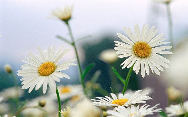 click to free download the wallpaper--Chrysanthemum Photography, White Chrysanthemum in Bloom, Smile Toward the Sky