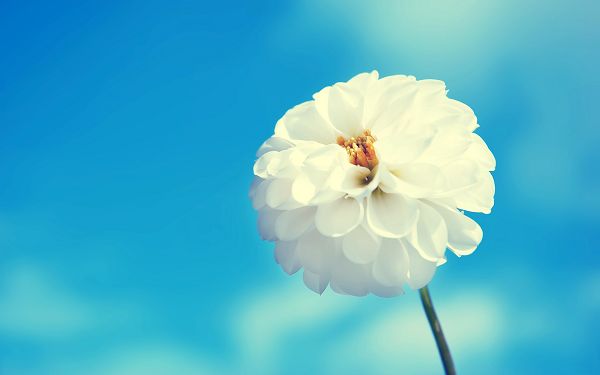 click to free download the wallpaper--Cloudless, Blue and Clean Sky, White Flower Much Emphasized, Piles of Leaves, the Apple of the Eye - Natural Scenery Wallpaper