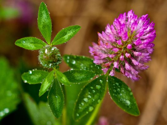 click to free download the wallpaper--Clover Flower Picture, Purple Flower Under Macro Focus, Rain Drops on Green Leaves