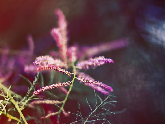 click to free download the wallpaper--Colored Plant Photography, Pink Flowers and Green Stem, Impressive Scenery