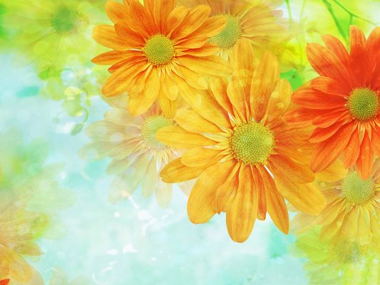 click to free download the wallpaper--Colorful Flower Pictures, Beautiful Flowers in Bloom, White Background