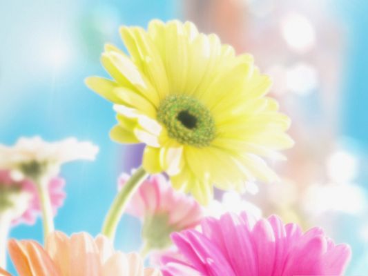 click to free download the wallpaper--Colorful Flowers Picture, Beautiful and Blooming Flowers on Blue Background