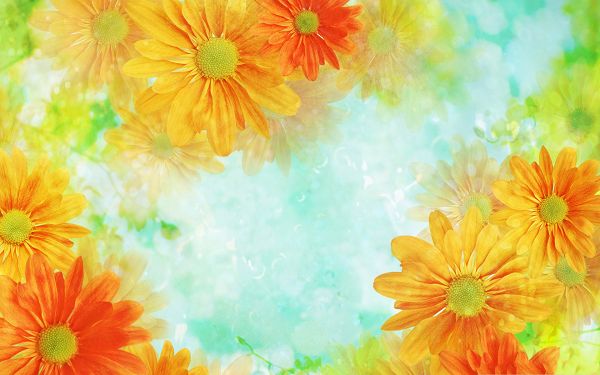 click to free download the wallpaper--Colorful Flowers Picture, Orange Flowers in Bloom, Light Green Background
