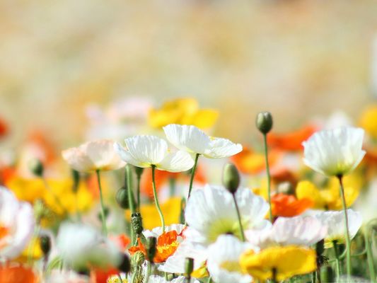 click to free download the wallpaper--Colorful Flowers Picture, Various Flowers in Full Bloom, Great in Look