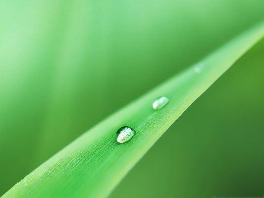 click to free download the wallpaper--Computer Background Wallpaper, Beautiful Waterdrop on Green Leaf, What a Fresh World!