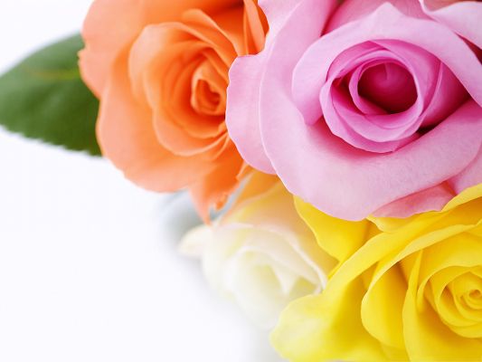 click to free download the wallpaper--Computer Background Wallpaper, Different Colours Roses, Great Gift for Girls