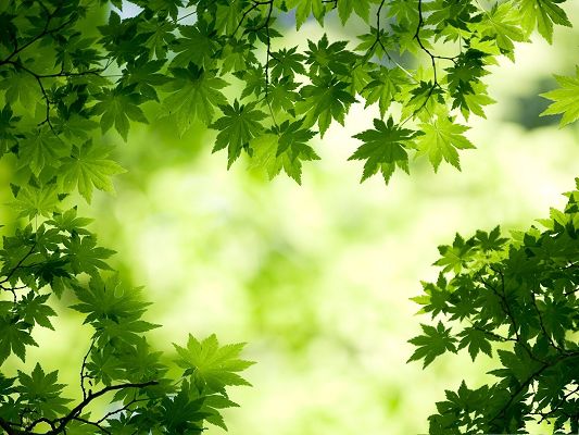 click to free download the wallpaper--Computer Background Wallpaper, Green Maple Leaves, Different from Normally Red Ones