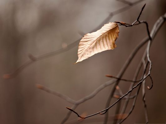 click to free download the wallpaper--Computer Background Wallpaper, Leafless Branch, Is It Cold Winter?