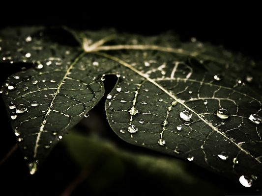 click to free download the wallpaper--Computer Background Wallpaper, Leafy Droplets, Soon be Exposed to the Sun
