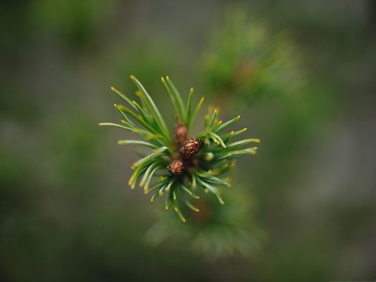 click to free download the wallpaper--Computer Background Wallpaper, Pine Needles Under Macro Focus, Be Clean and Fresh 