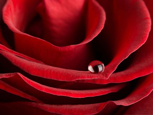click to free download the wallpaper--Computer Background Wallpaper, Red Blooming Rose, Crystal Clear Waterdrops