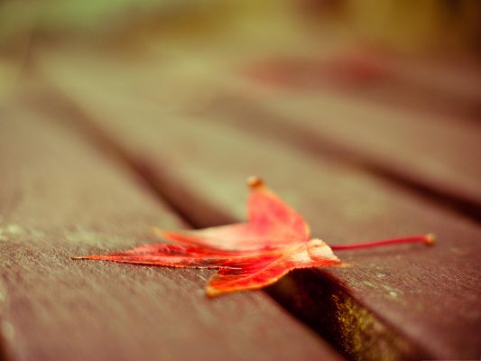 click to free download the wallpaper--Computer Background Wallpaper, Red Leaf on Wooden Stairs, Nice in Look
