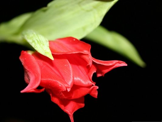 click to free download the wallpaper--Computer Background Wallpaper, Red Tulip on Black Background, Blooming in Beauty
