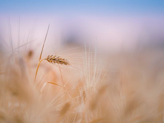 click to free download the wallpaper--Computer Background Wallpaper, Wheat Spike in Summer, Under the Blue Sky