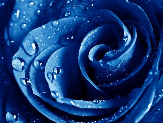 click to free download the wallpaper--Computer Wallpapers Free, Blue Rose with Waterdrops, Freshly Picked Up