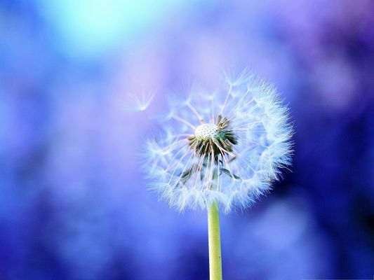 click to free download the wallpaper--Computer Wallpapers Free, Dandelion On Purple Background, Take Your Dream Away!