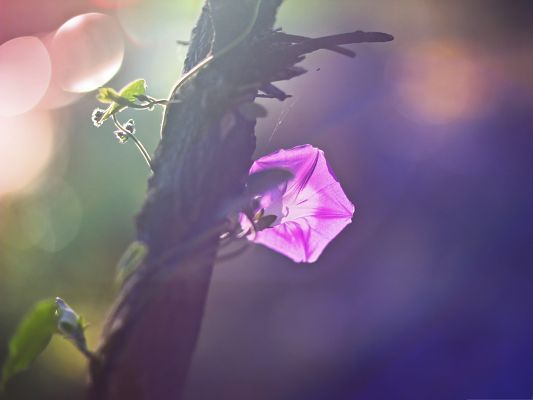 click to free download the wallpaper--Computer Wallpapers Free, Morning Glory Vine, Blooming Little Flower