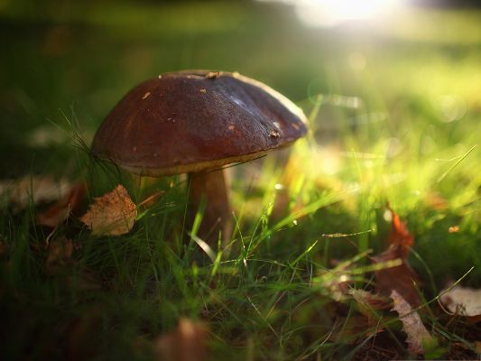 click to free download the wallpaper--Computer Wallpapers Free, Mushroom In Grass, Shinning Sunlight Pouring in