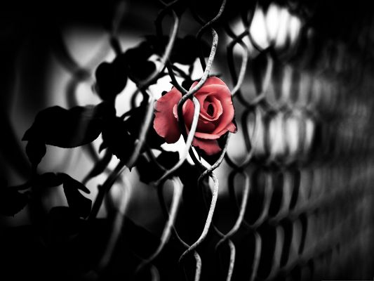 click to free download the wallpaper--Computer Wallpapers Free, the Brave Red Rose, Can Break Everything for Love