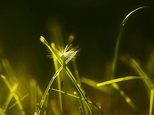 click to free download the wallpaper--Computer Wallpapers HD, Dandelion Fluff Close Up, Green and Impressive