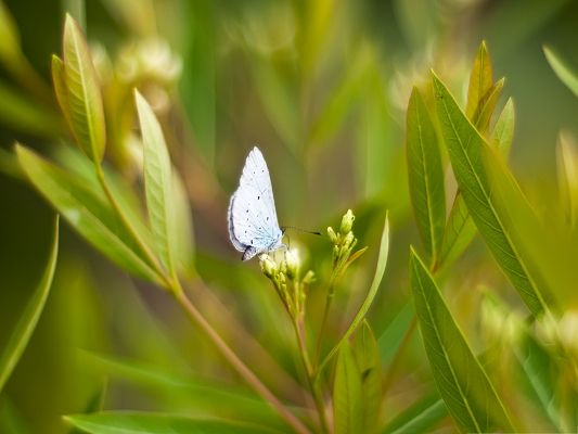 click to free download the wallpaper--Computer Wallpapers HD, Light Blue Butterfly, Among Green Grass, Nice and Impressive