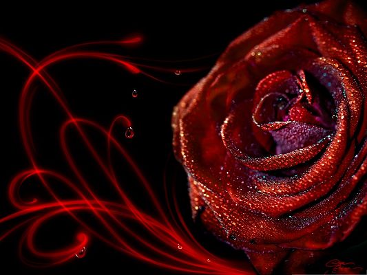 click to free download the wallpaper--Computer Wallpapers HD, Red Rose Freshly Picked Up, Passionate Love