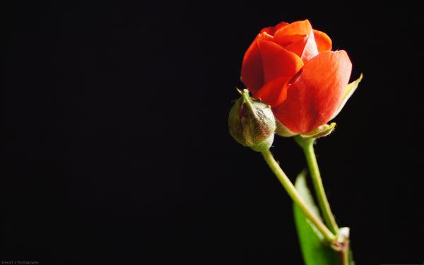 click to free download the wallpaper--Computer Wallpapers HD, Red Rose on Dark Background, About to Bloom