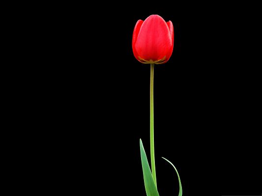 click to free download the wallpaper--Computer Wallpapers HD, Red Tulip on Dark Background, Decent and Fit