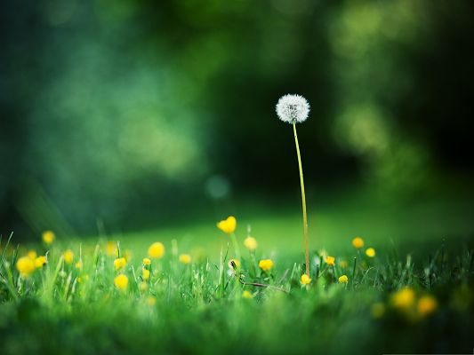 click to free download the wallpaper--Computer Wallpapers HD, Single Dandelion Among Green Grass, Take Your Dreams Far Away