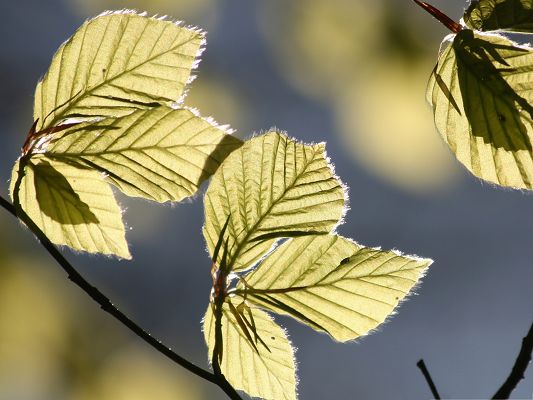 click to free download the wallpaper--Computer Wallpapers HD, Tree Leaves In Sunlight, Fine Weather