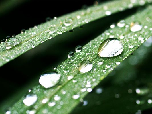 click to free download the wallpaper--Computer Wallpapers HD, Water Drops on Green Leaf, Clean and Impressive