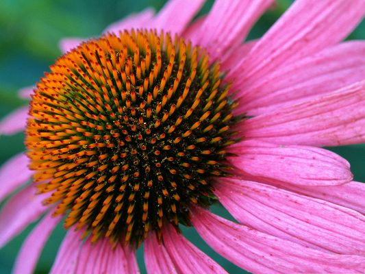 click to free download the wallpaper--Cone Flowers Image, Pink Flowers in Bloom, Orange Stamen in the Middle