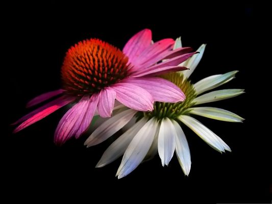 click to free download the wallpaper--Cone Flowers Image, White and Purple Flower on Black Background, Amazing Scene