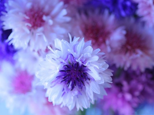 click to free download the wallpaper--Cornflowers Bouquet, Colorful Flowers in Bloom, Impressive Scenery